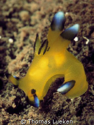 found in Komodo, F100 by Thomas Lueken 